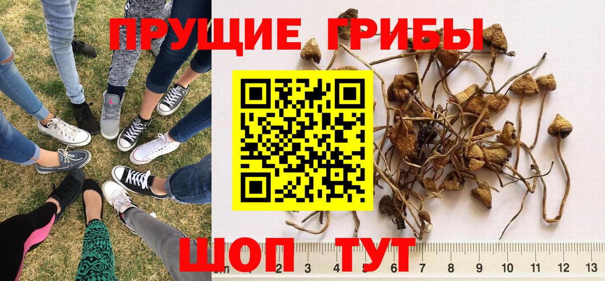 Псилоцибиновые грибы MAGIC MUSHROOMS  Вход с VPN  Кунгур  Галлюциногенные грибы Psilocybine cubensis 